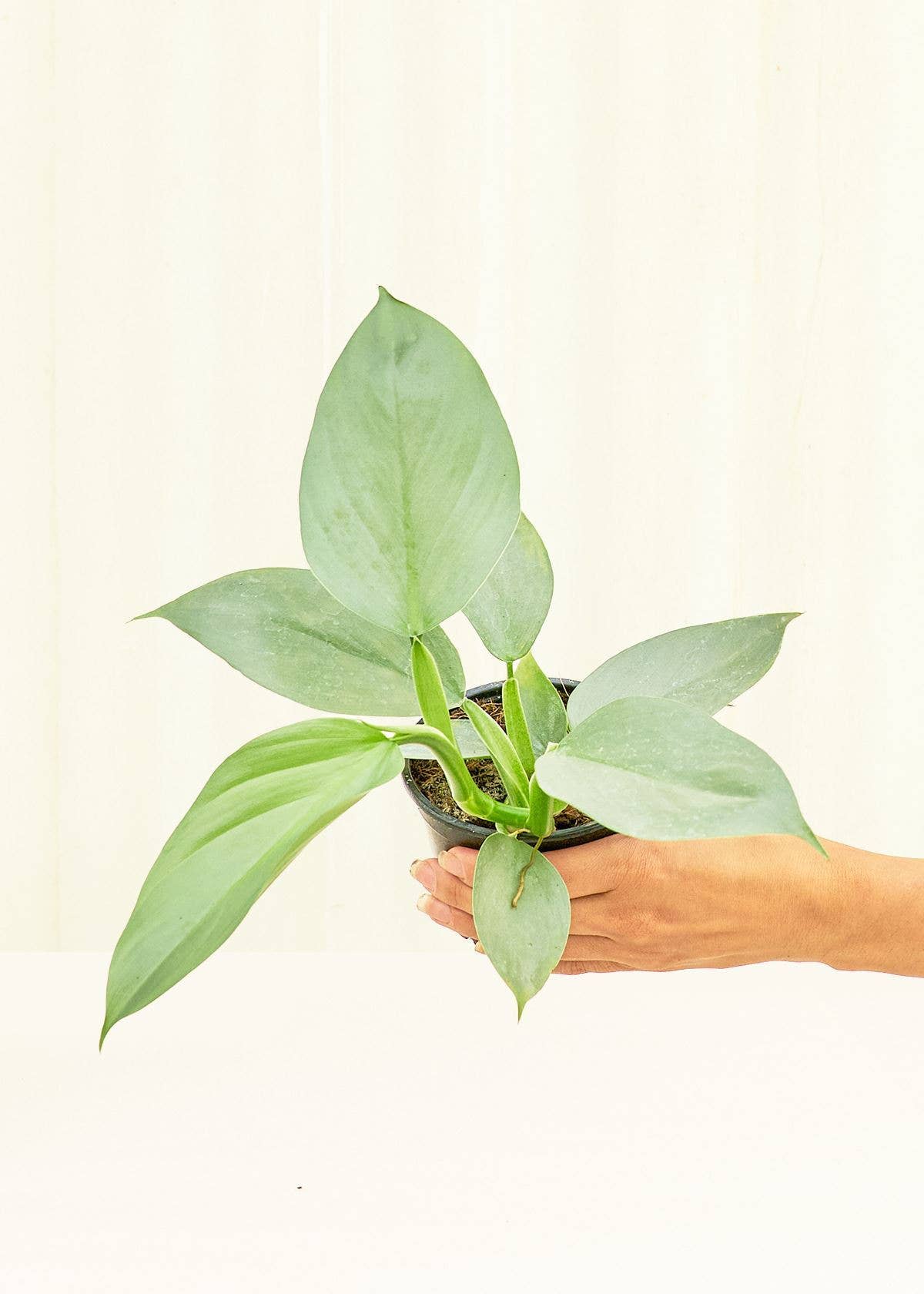 Philodendron 'Silver Sword' (4" Pot): SM