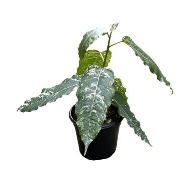 Ficus Aspera 4 inch Grower Pot