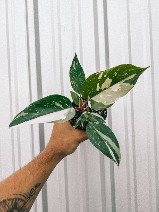 4" Philodendron Red Anderson 'Pink Knight'