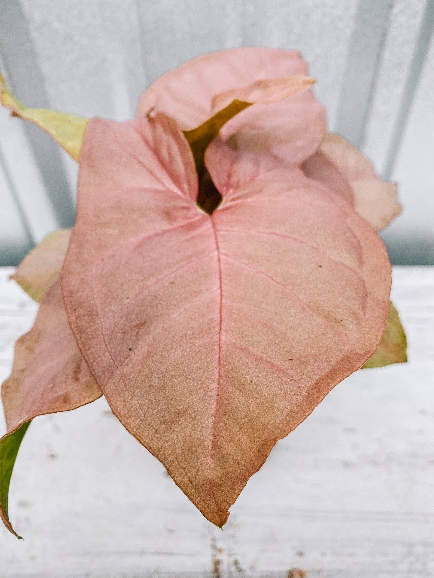 4" Syngonium 'Neon Pink'