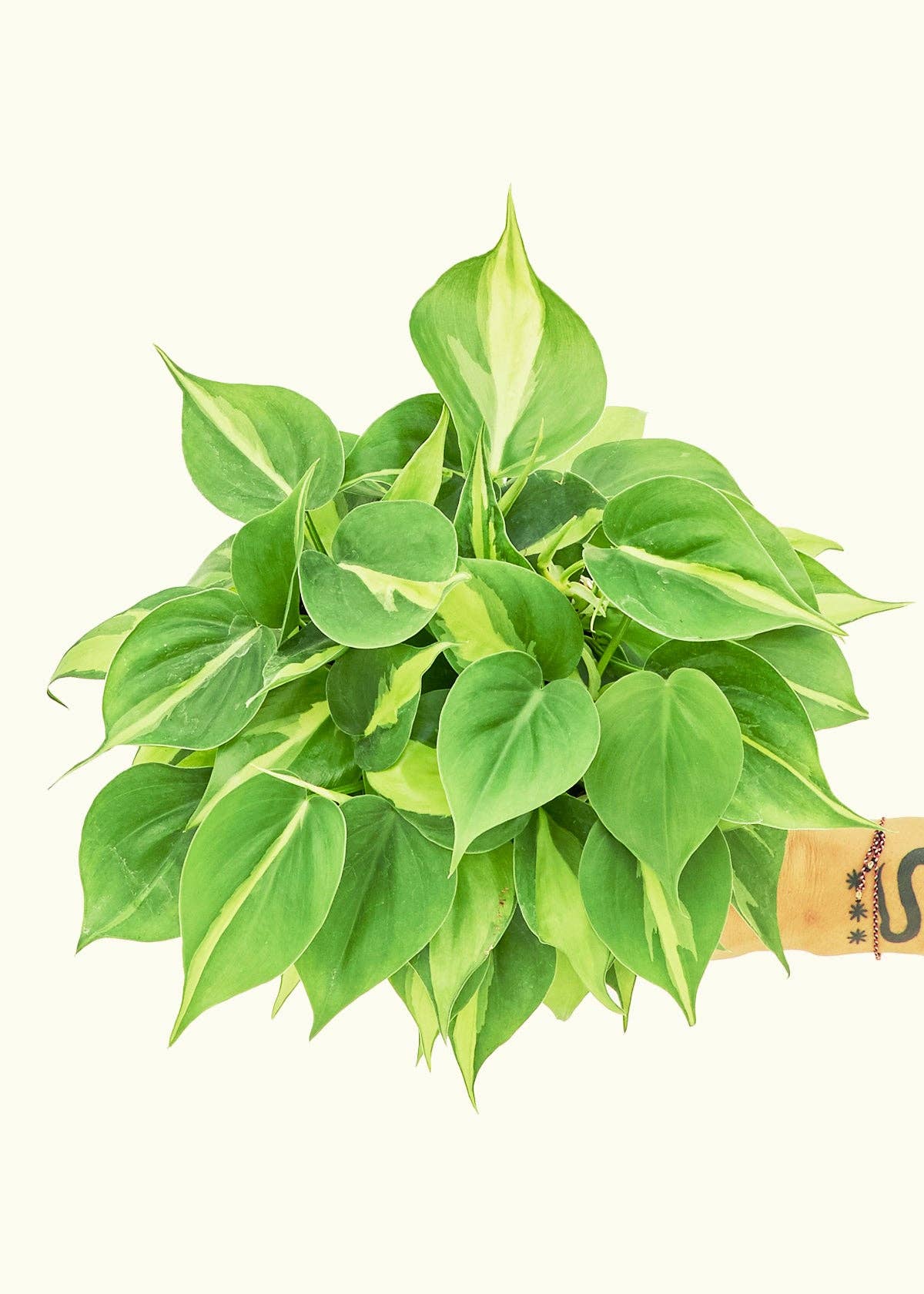 Philodendron 'Brazil' (4"  Pot): MD