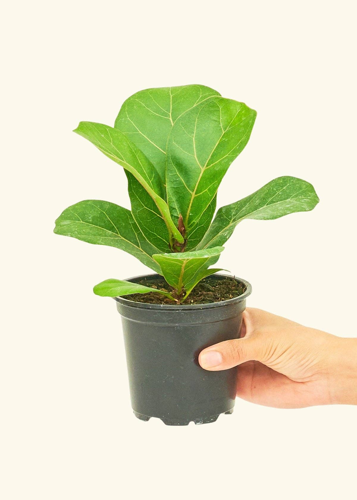 Fiddle Leaf Fig Live Plant (4" Pot): MD