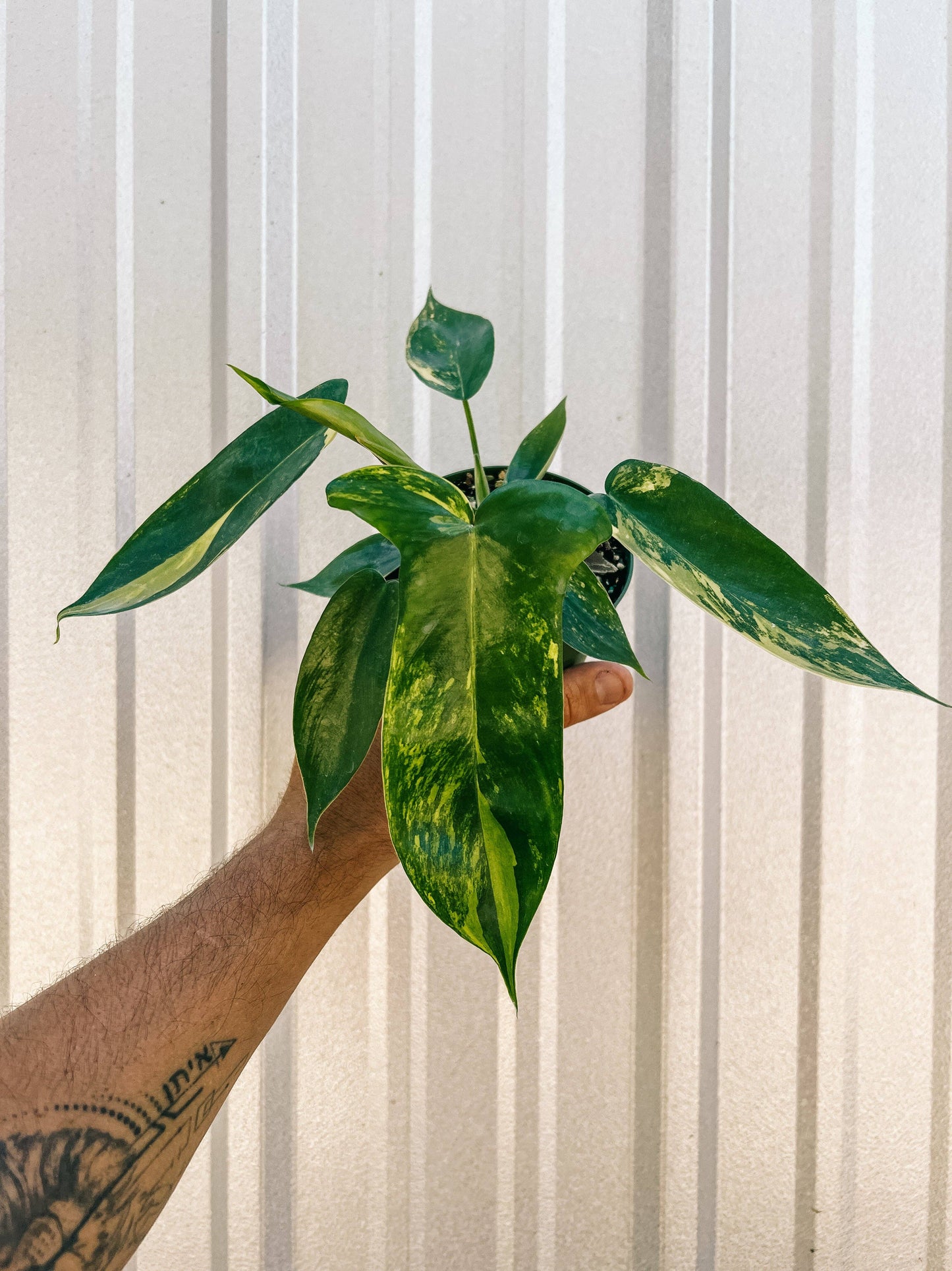 4" Philodendron Florida Beauty 'Sunrise'