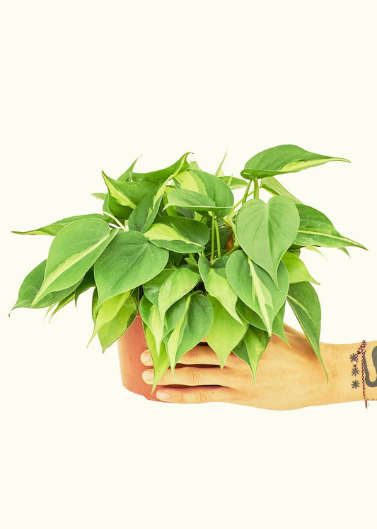 Philodendron 'Brazil' (4"  Pot): MD