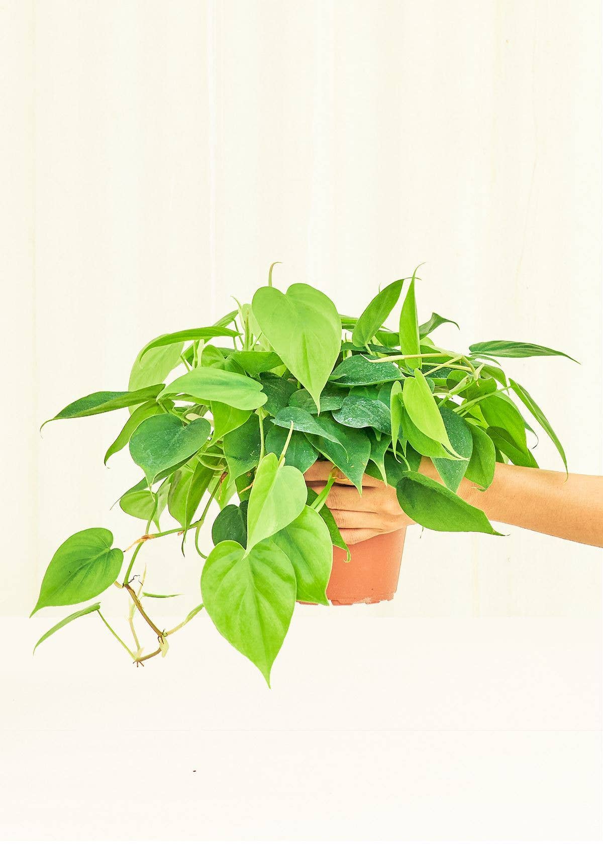 Philodendron 'Neon' (4"  Pot): SM