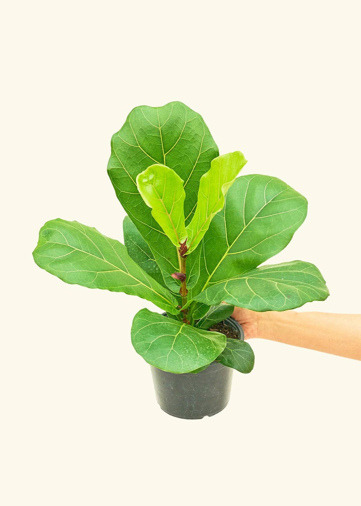 Fiddle Leaf Fig Live Plant (4" Pot): MD