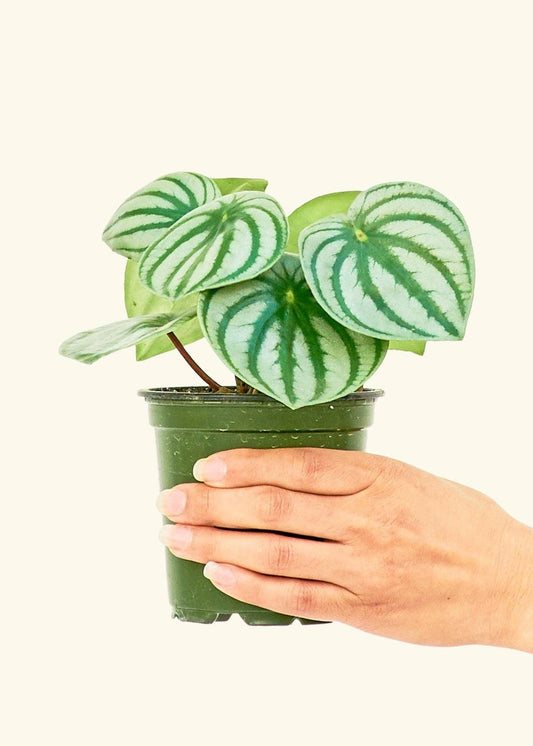 Watermelon Peperomia  SM