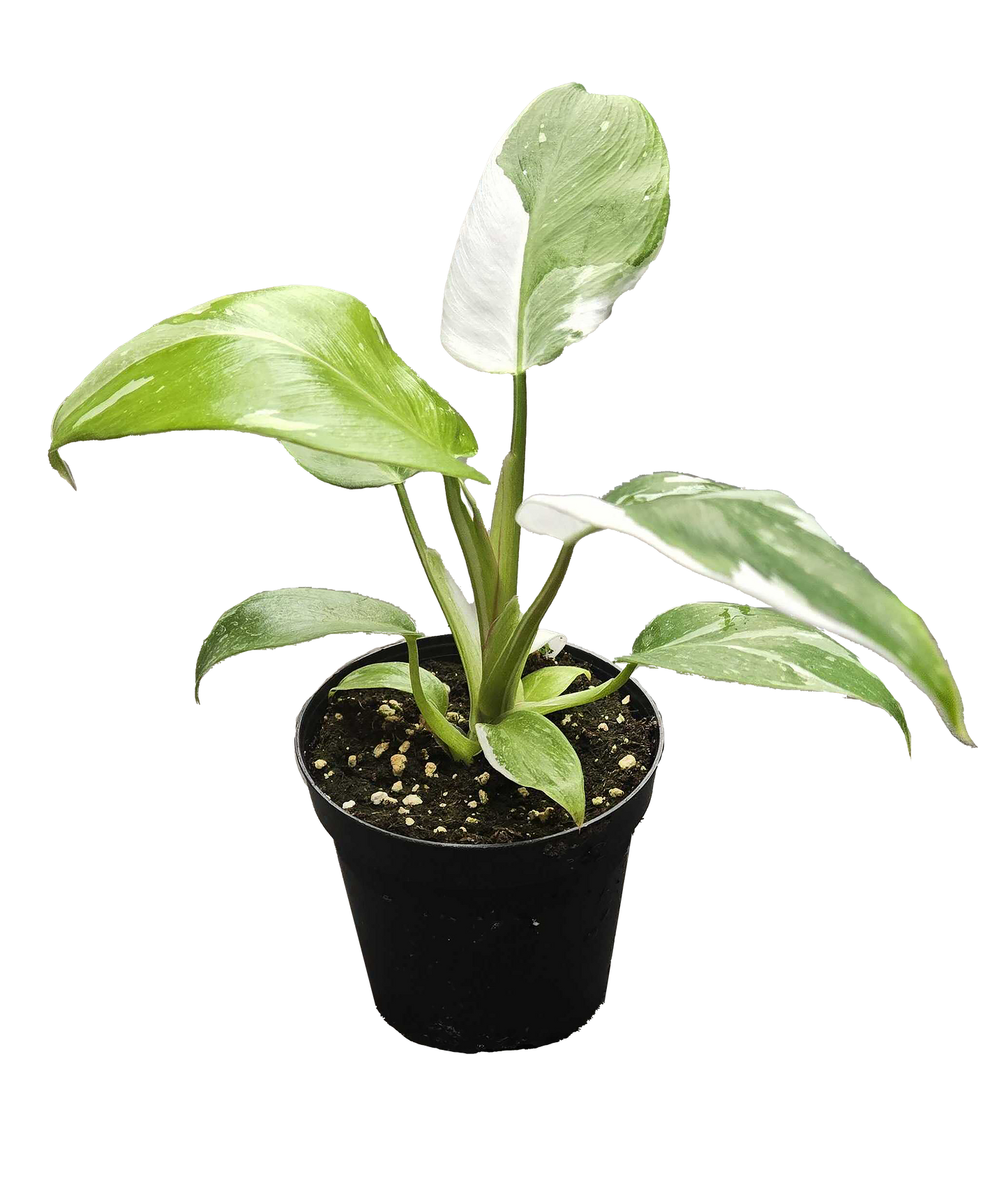 Philodendron White Wizard 4 inch Grower Pot