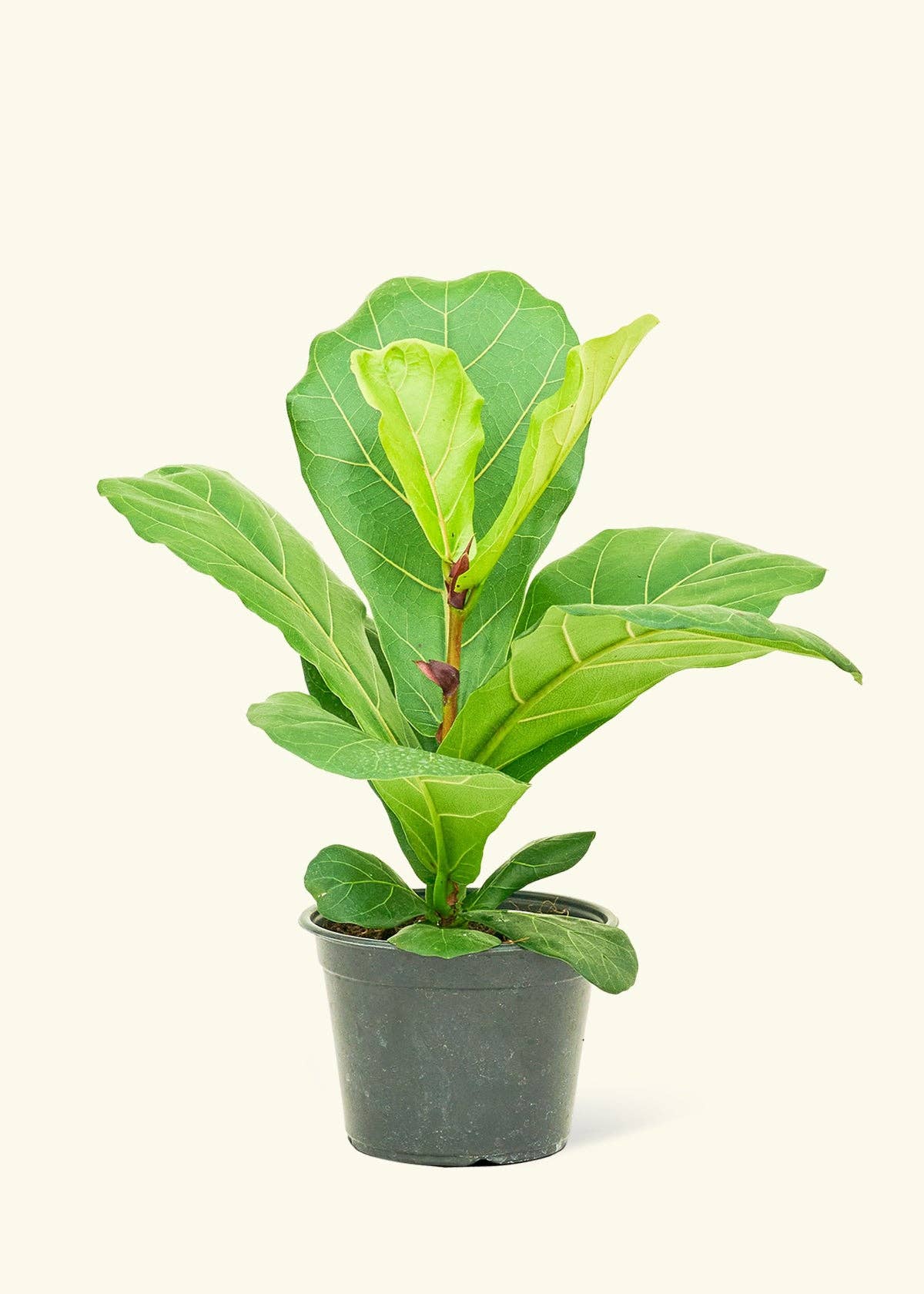 Fiddle Leaf Fig Live Plant (4" Pot): MD