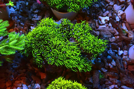 Green Star Polyp