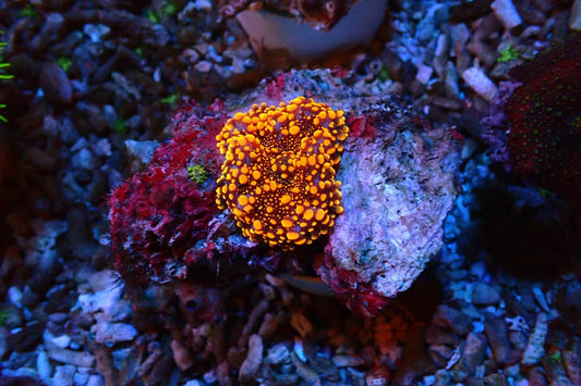 Ricordia Mushroom Orange