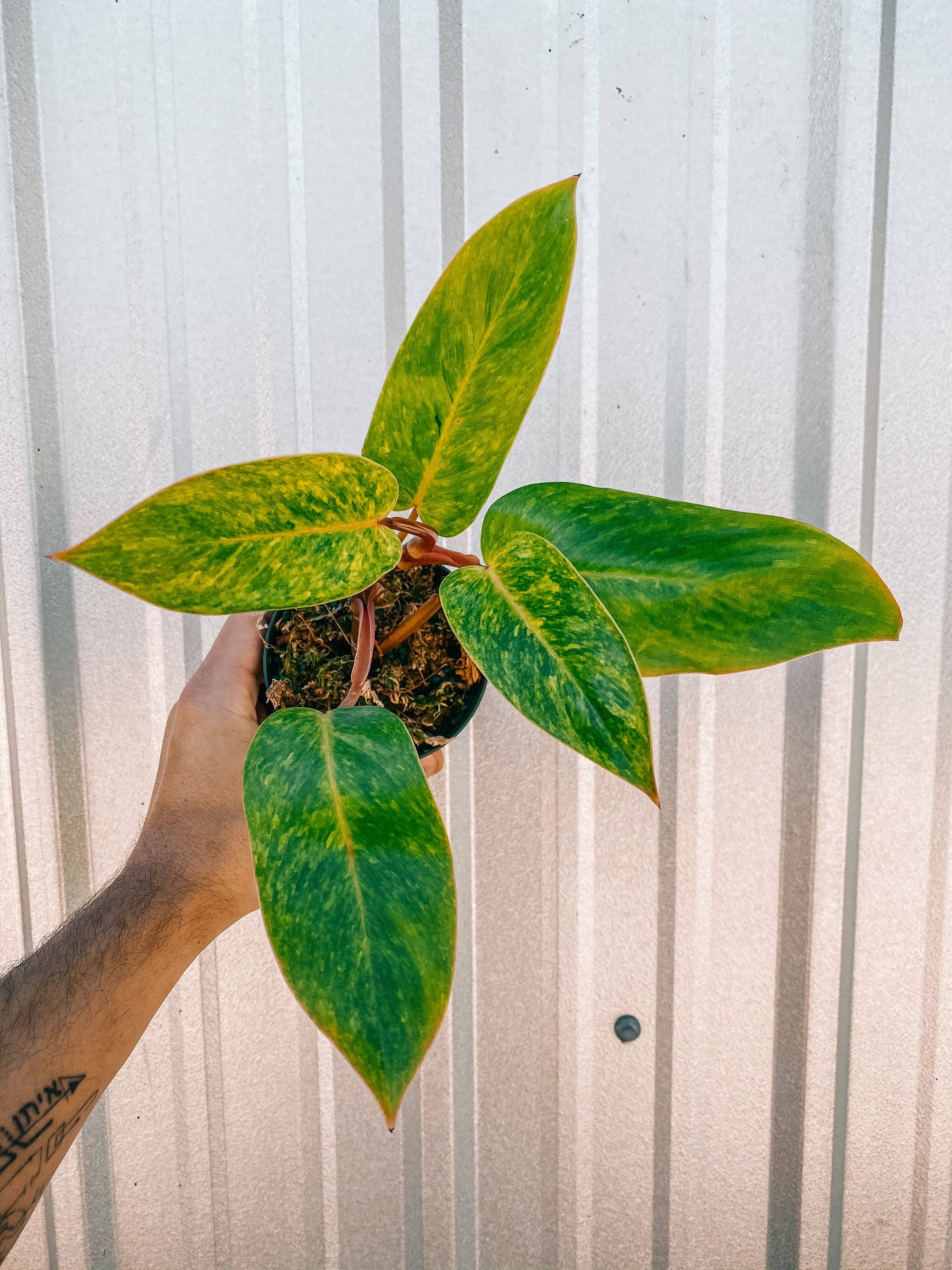 4" Philodendron 'Painted Lady'