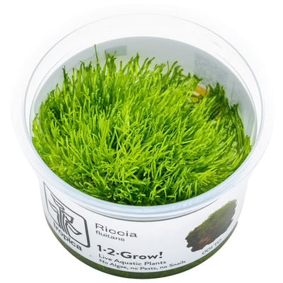 Riccia   fluitans