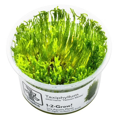 Taxiphyllum   alternans   'Taiwan   Moss'