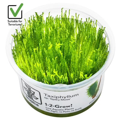 Taxiphyllum   sp.   'Spiky   Moss'