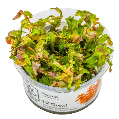 Rotala Macrandra
