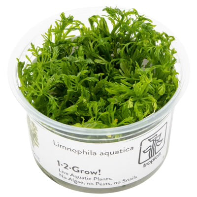 Limnophila  Aquatica