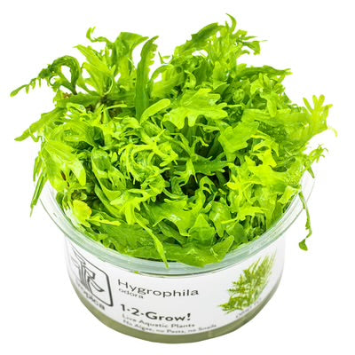 Hygrophila  Odora  'Difformis'