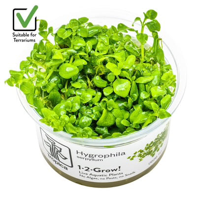 Hygrophila  Serpyllum