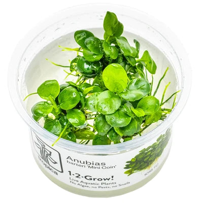 Anubias  Barteri  'Mini  Coin'