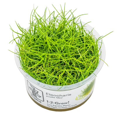 Eleocharis  Pusilla  'Mini'