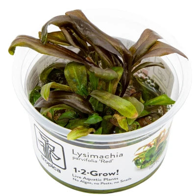 Lysimachia  Parvifolia   'Red'