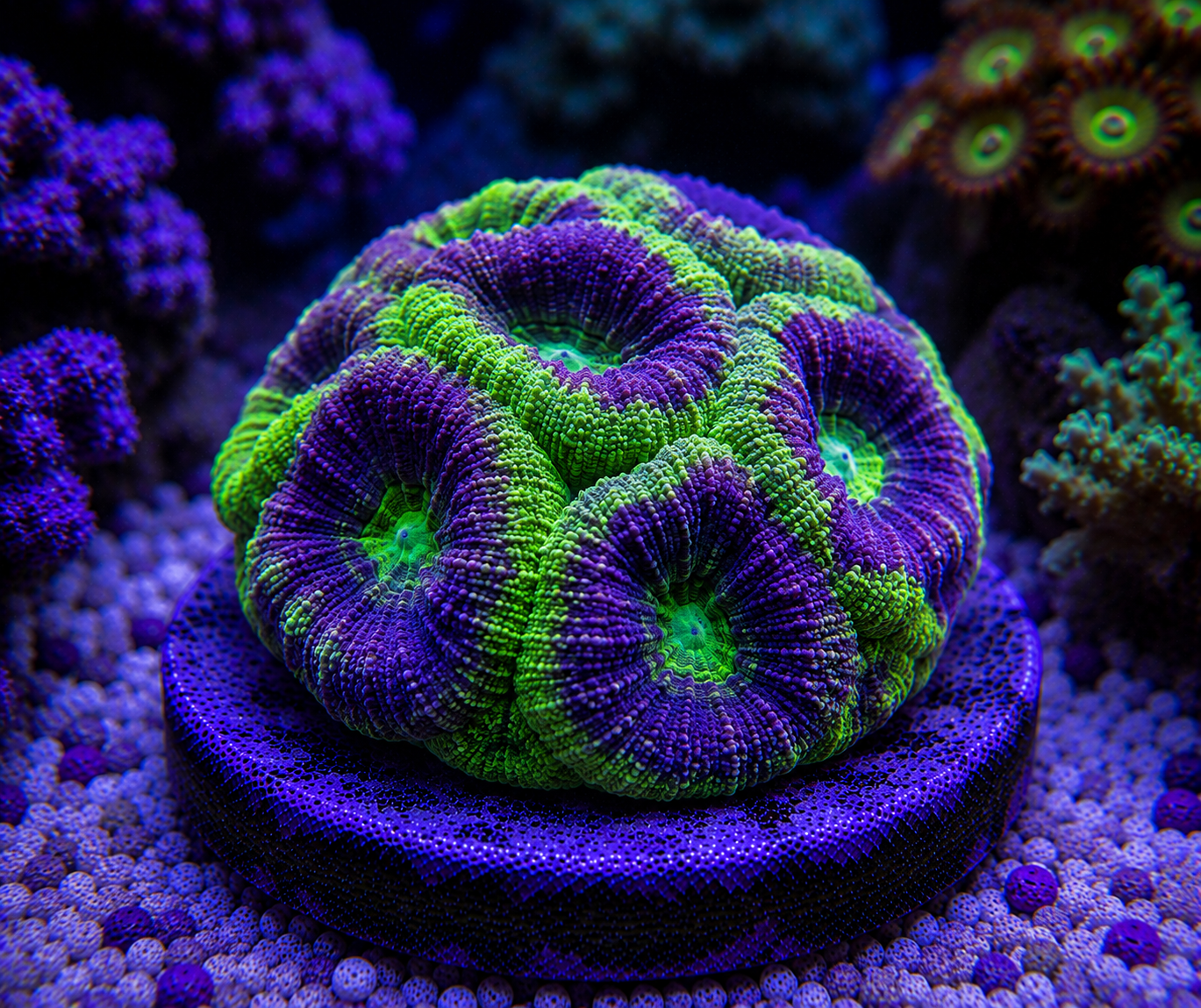 2 Color Symphillia Frag