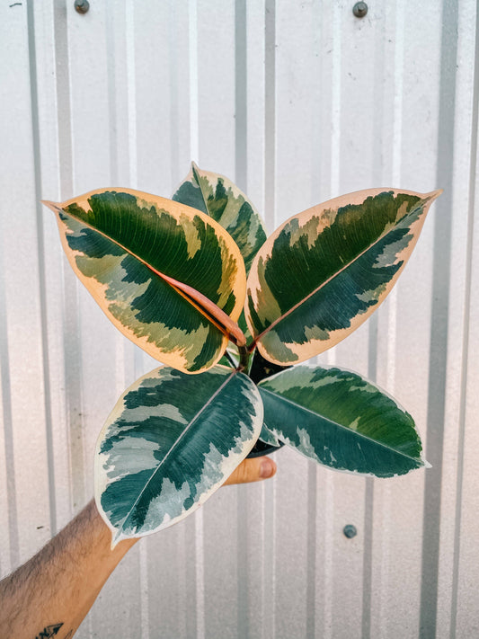 4" Ficus ‘Tineke’