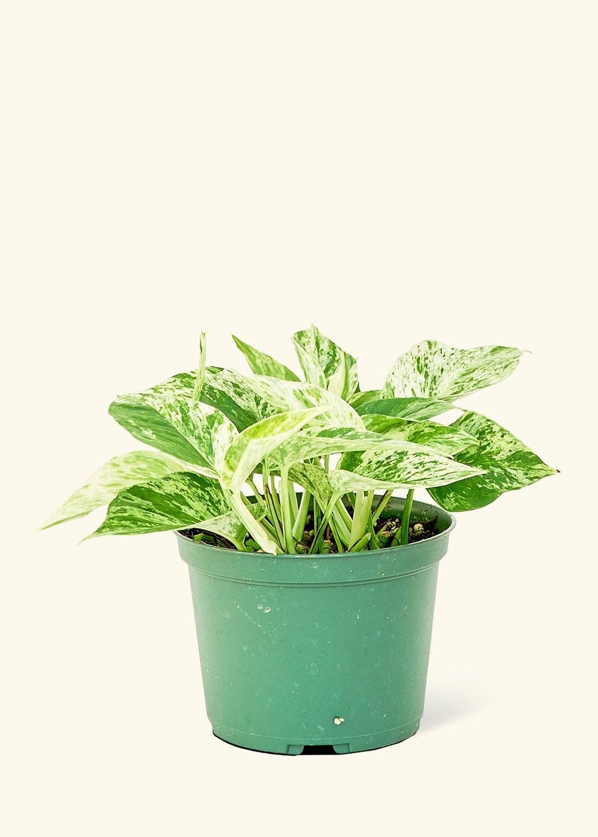 Pothos 'Marble Queen' (4"  Pot): MD