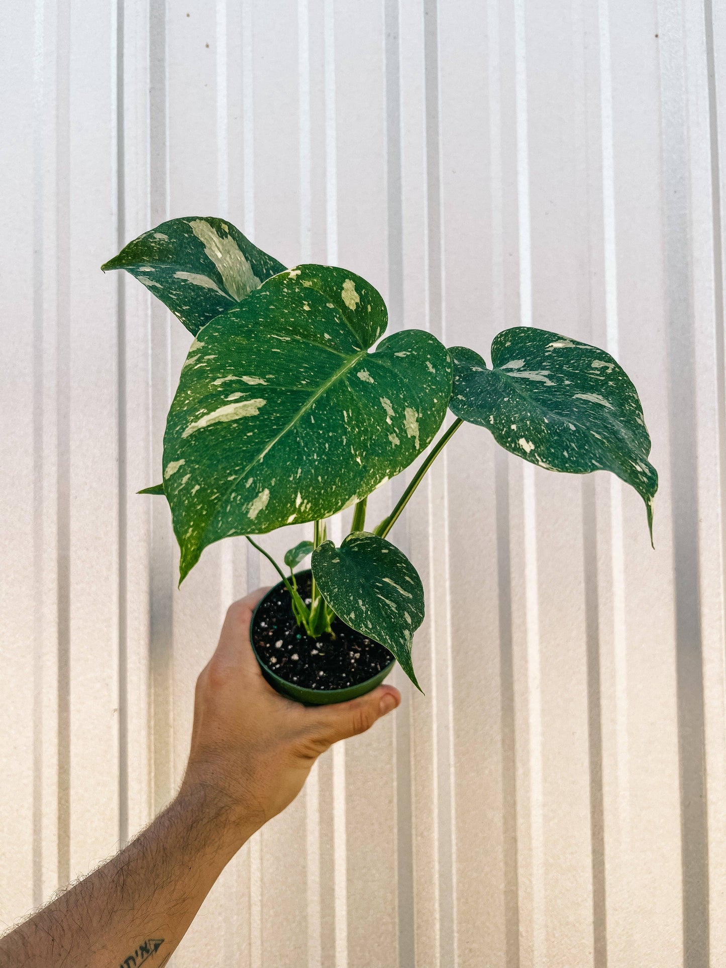 4" Monstera 'Thai Constellation'