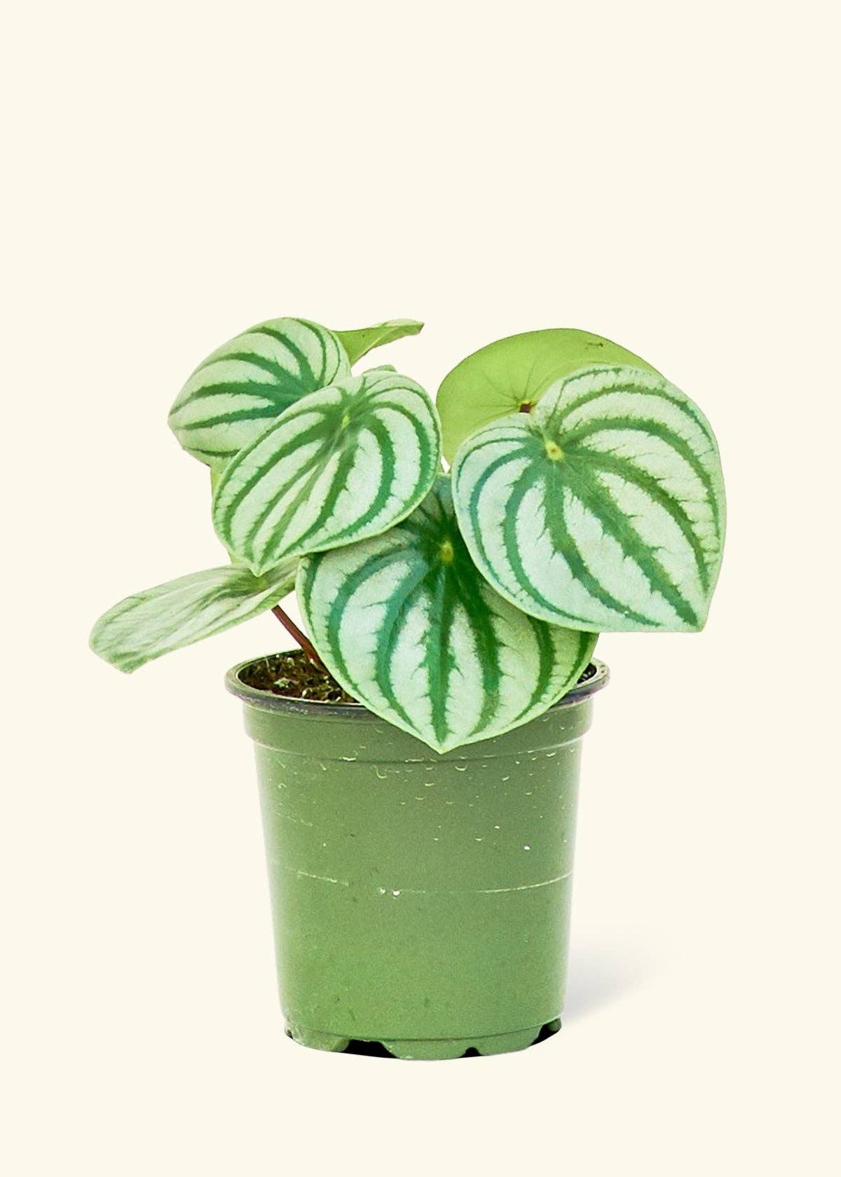 Watermelon Peperomia  SM