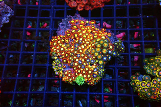 Zoa Garden
