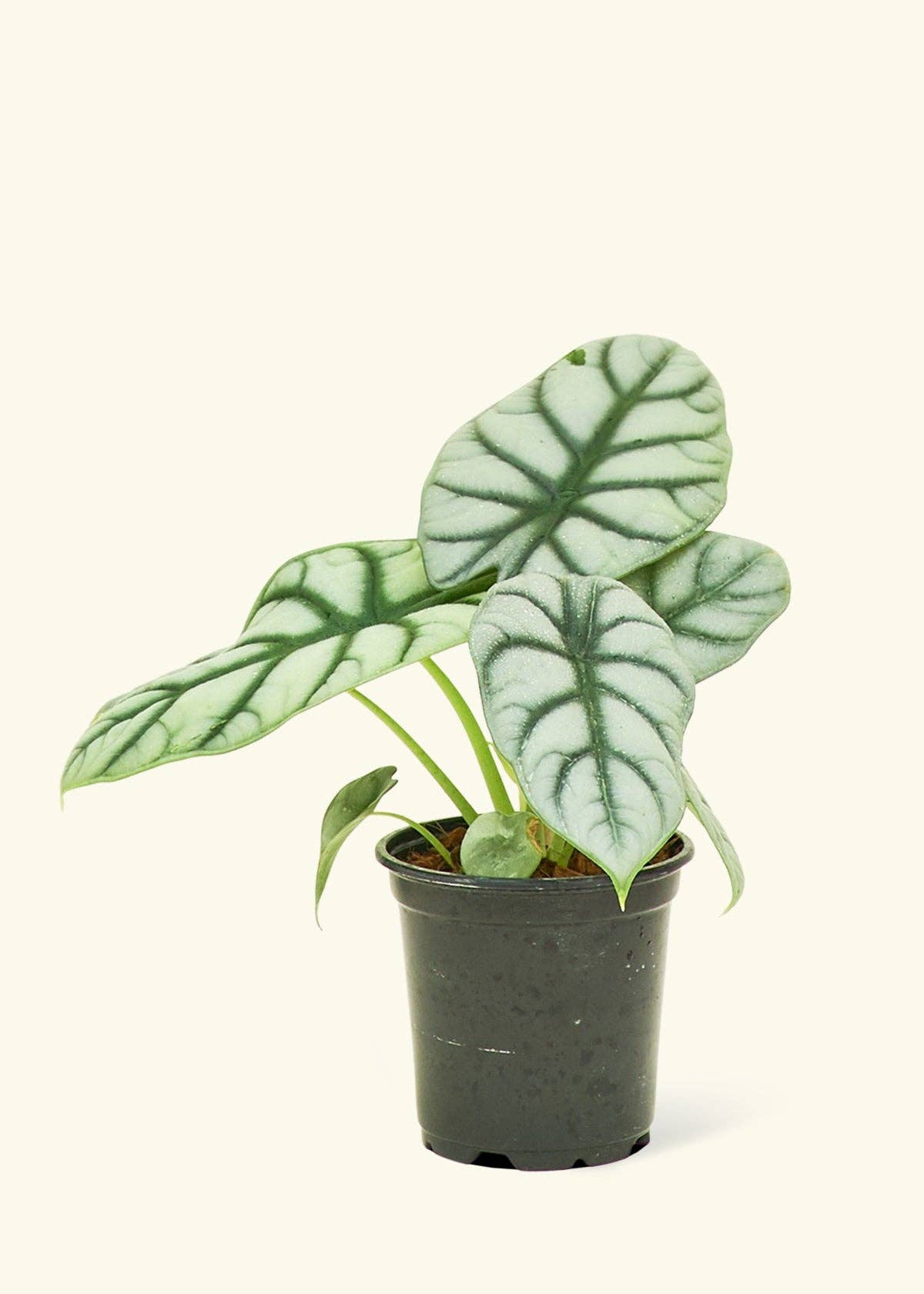 Alocasia 'Silver Dragon' (4" Pot): SM