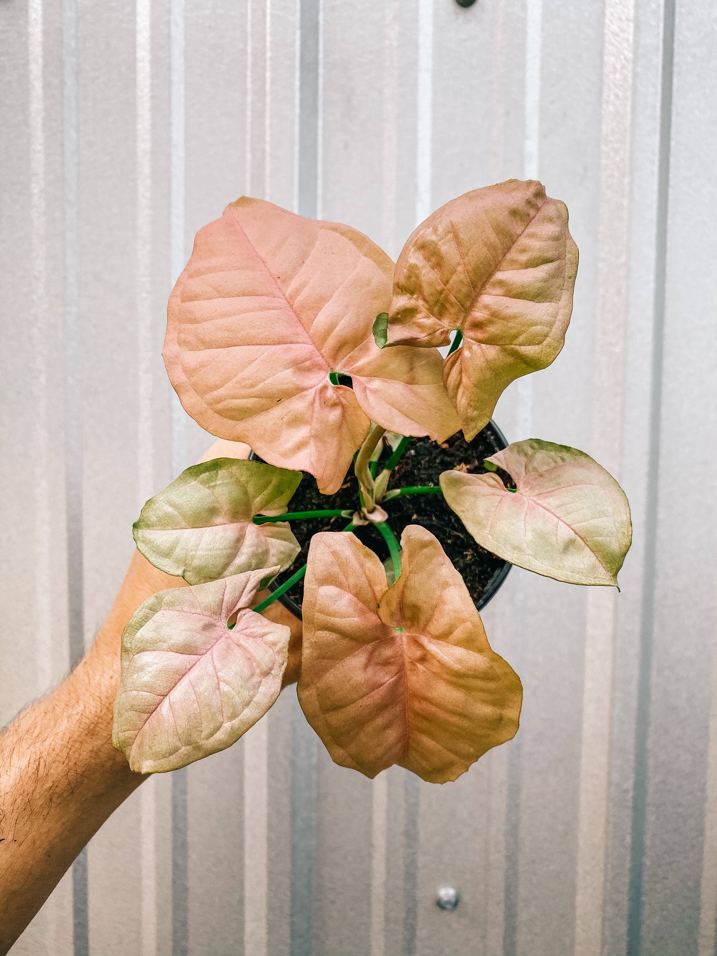 4" Syngonium 'Neon Pink'