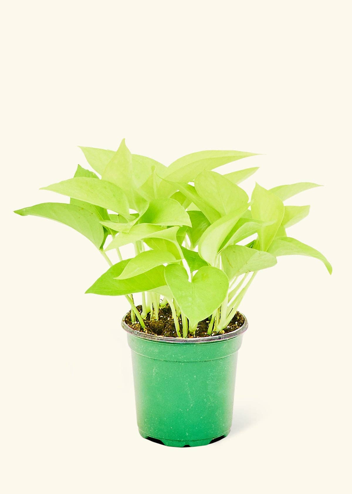 Neon Pothos (4" Pot): MD