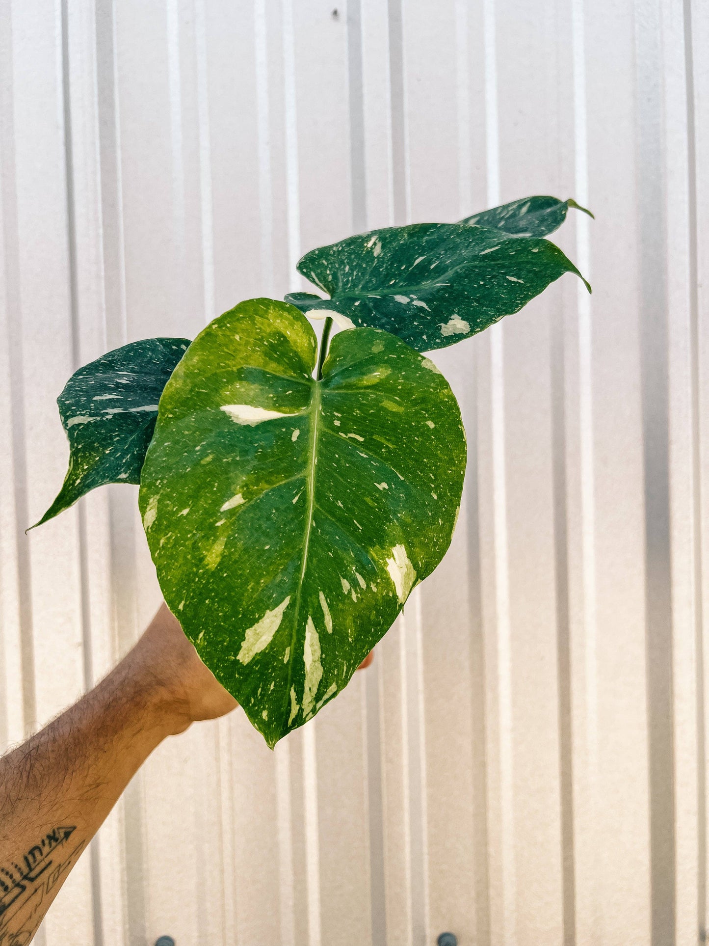 4" Monstera 'Thai Constellation'