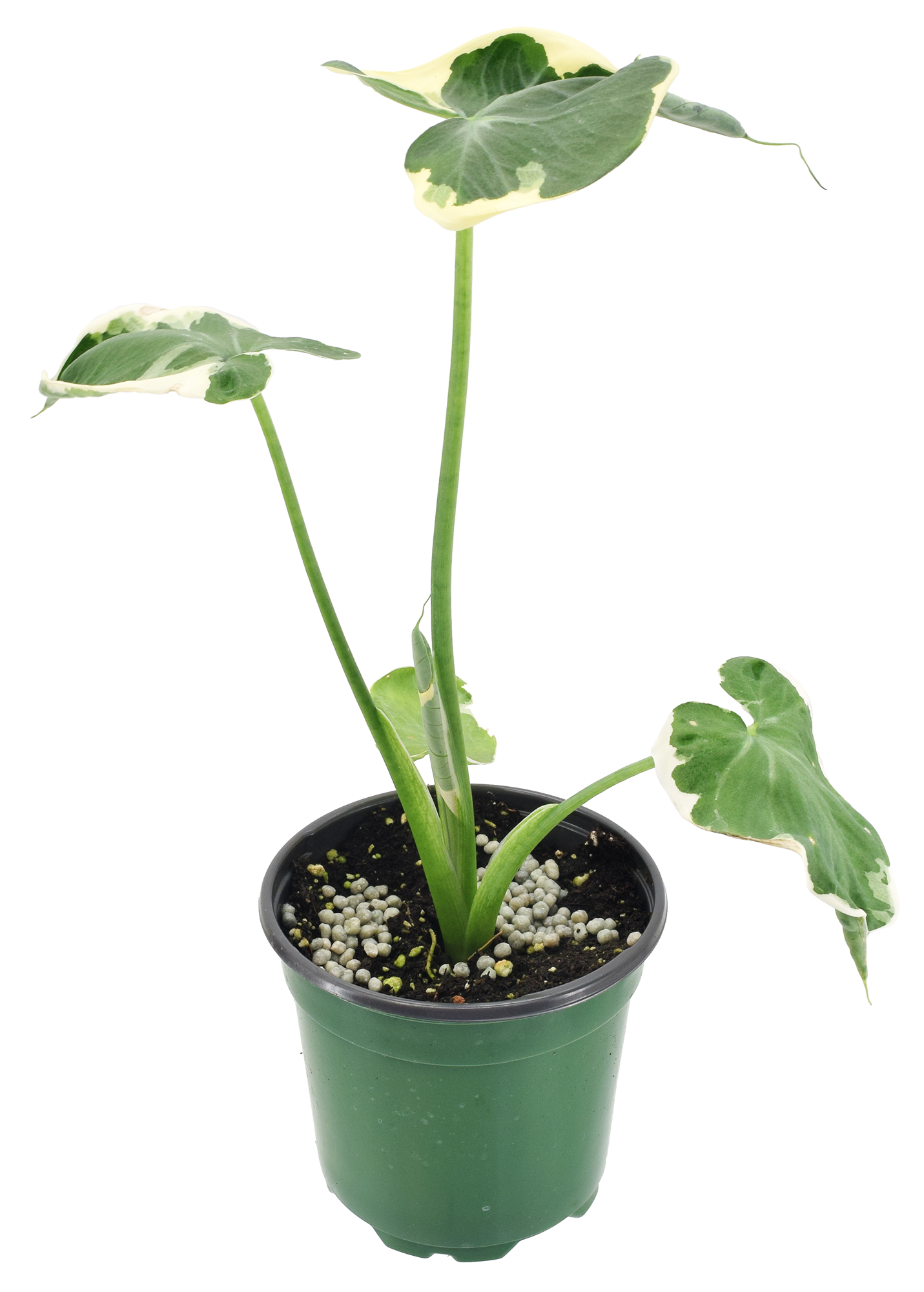 Alocasia Mickey Mouse 4 inch Grower Pot