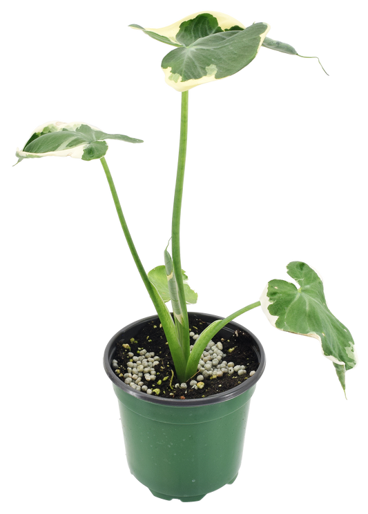 Alocasia Mickey Mouse 4 inch Grower Pot