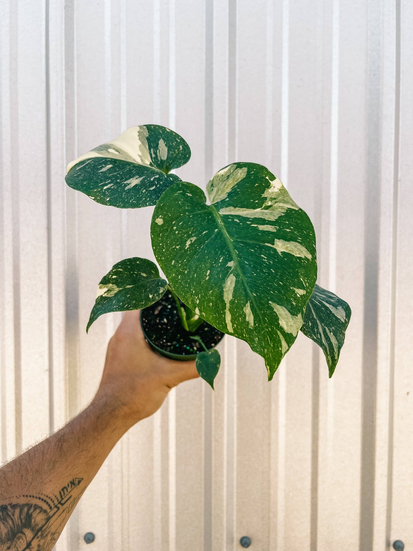 4" Monstera 'Thai Constellation'