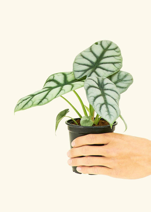 Alocasia 'Silver Dragon' (4" Pot): SM