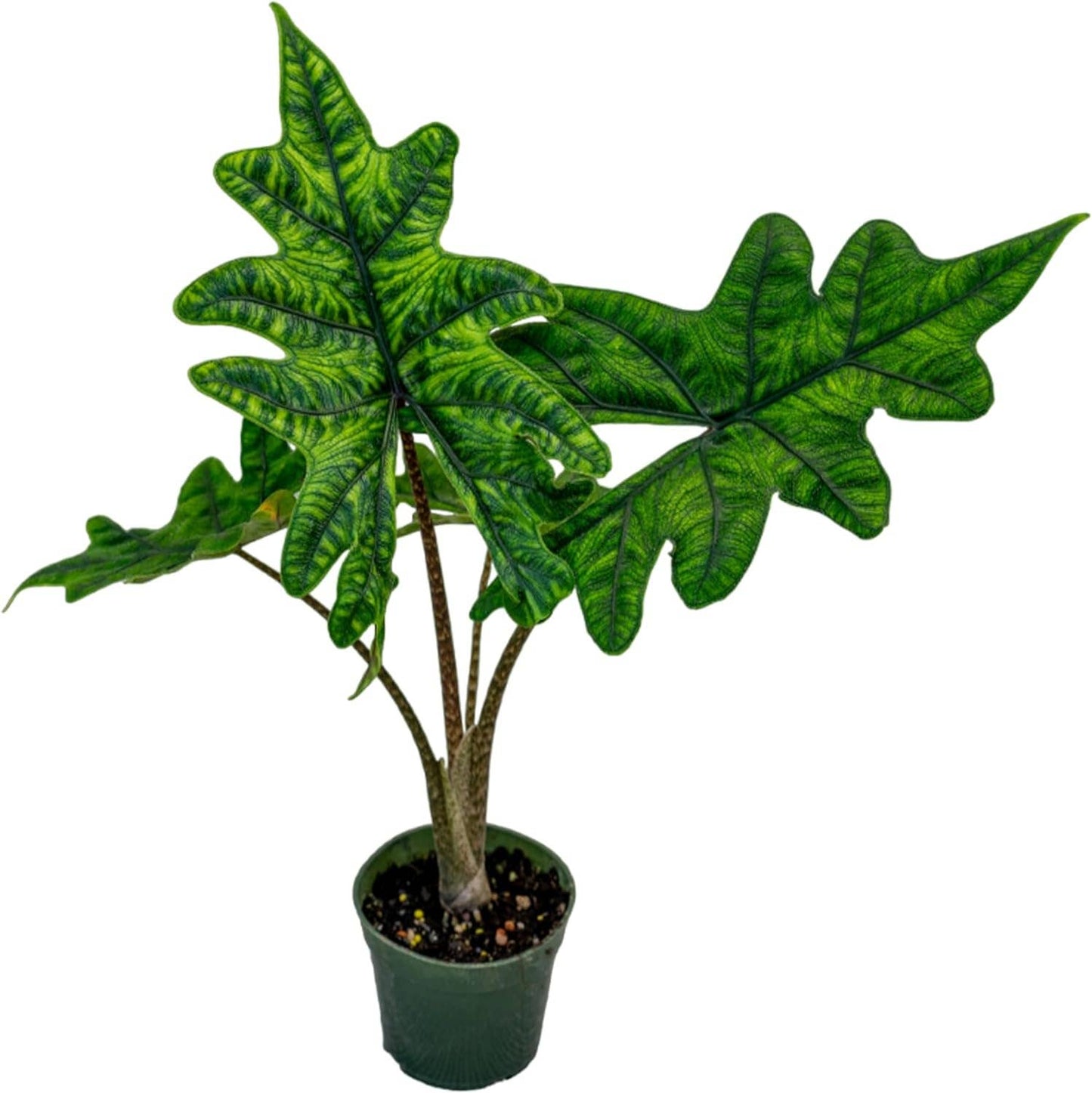 Alocasia Jacklyn 4 inch Grower Pot