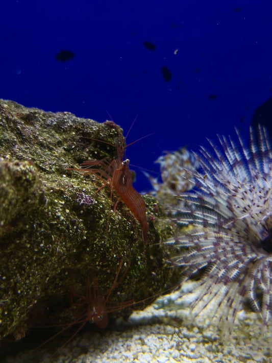 Peppermint Shrimp (RS)