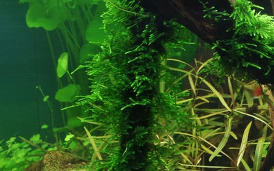 Taxiphyllum   sp.   'Spiky   Moss'
