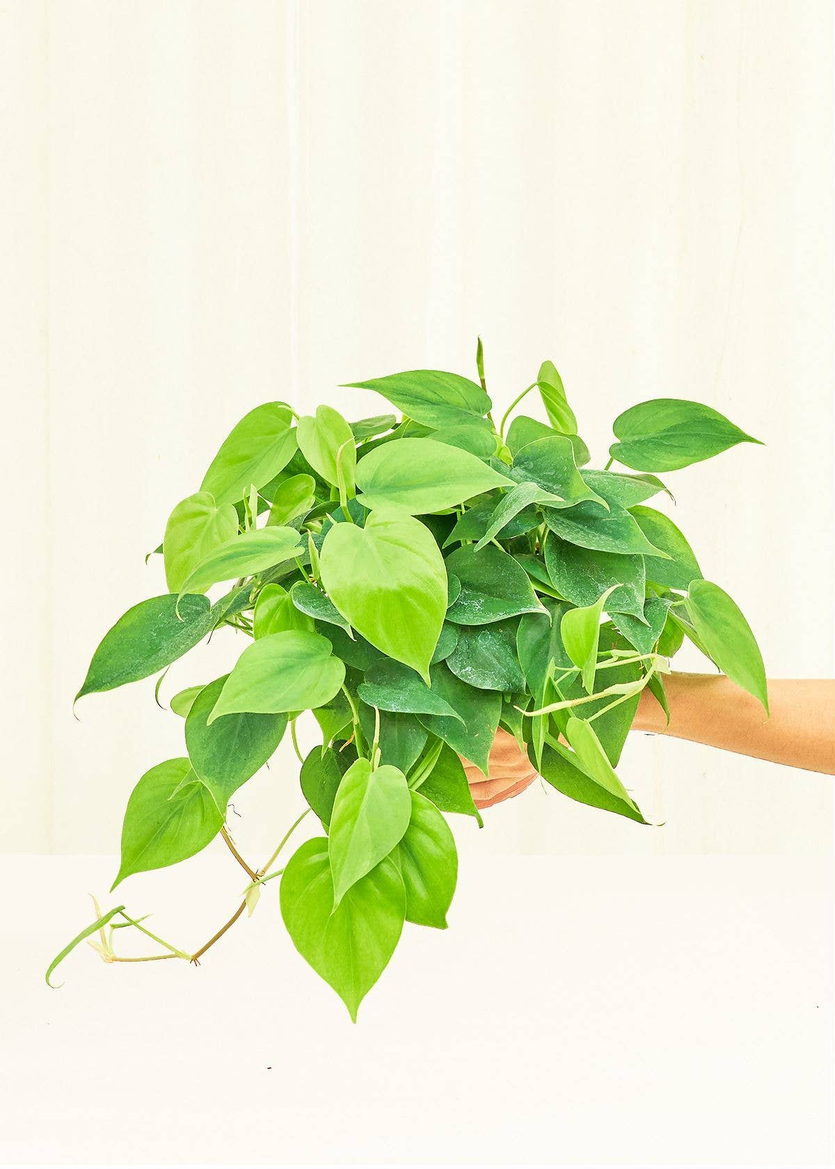 Philodendron 'Neon' (4"  Pot): SM