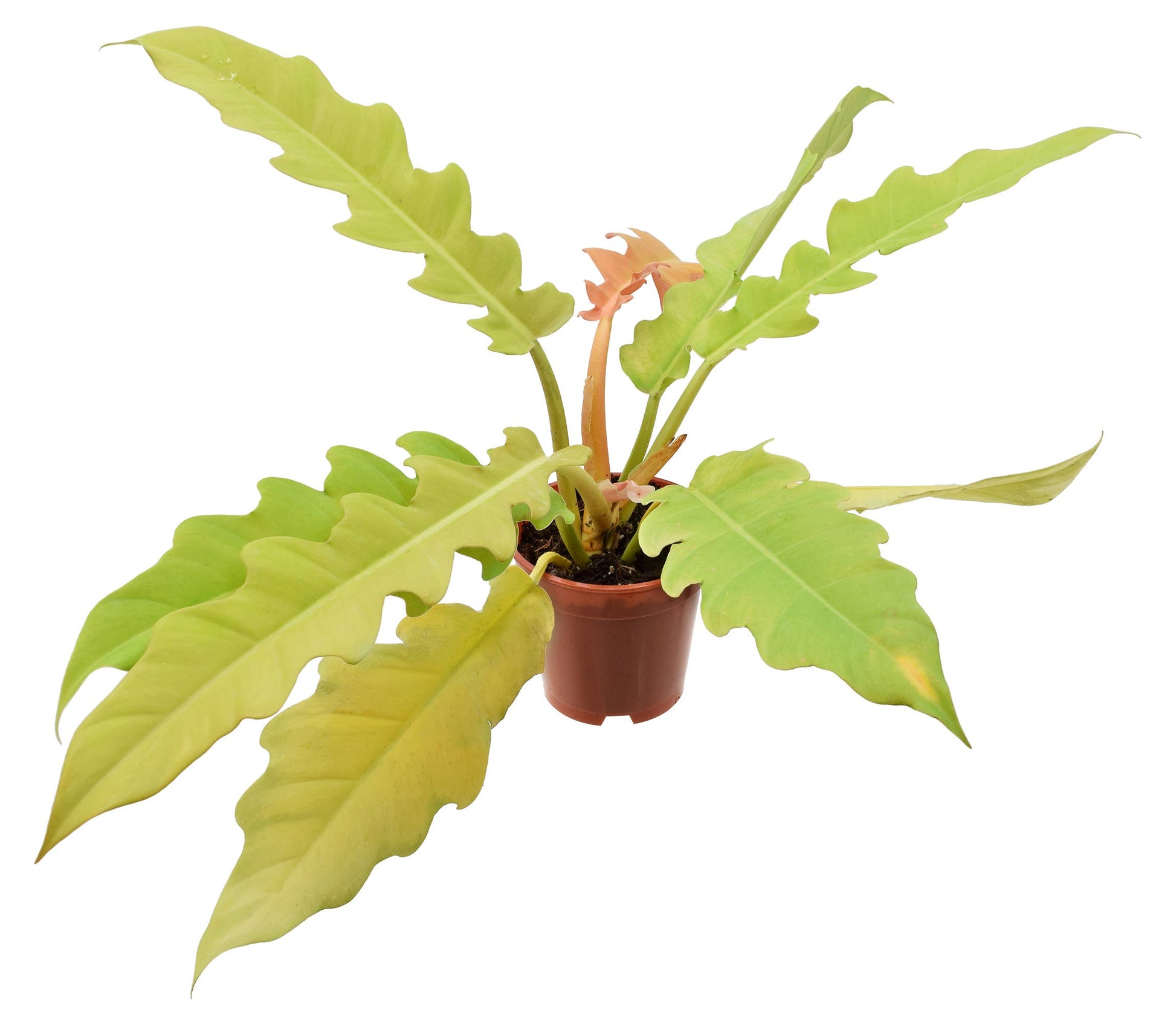 philodendron golden crocodile Philodendron Golden Crocodile 4 inch Grower Pot – Natural Environment Aquatix