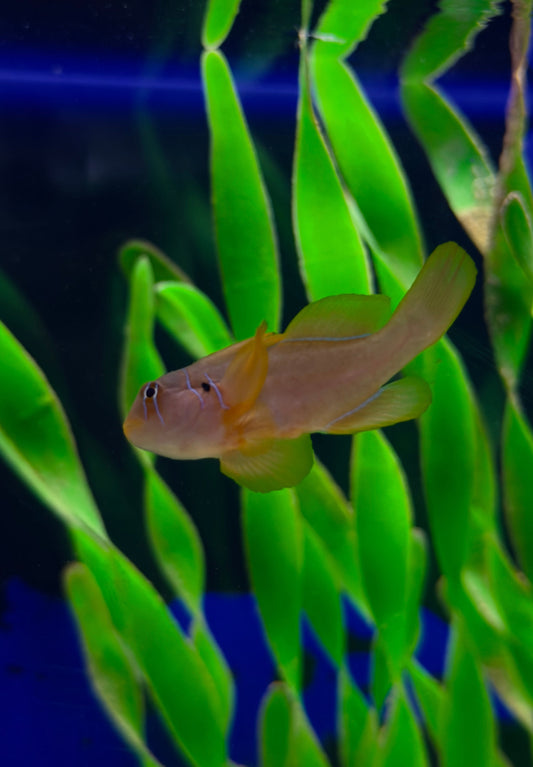 Citron Clown Goby (RS)