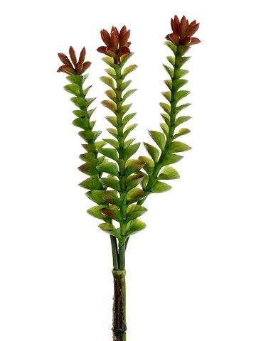 8" Crassula Pick Green Burgundy