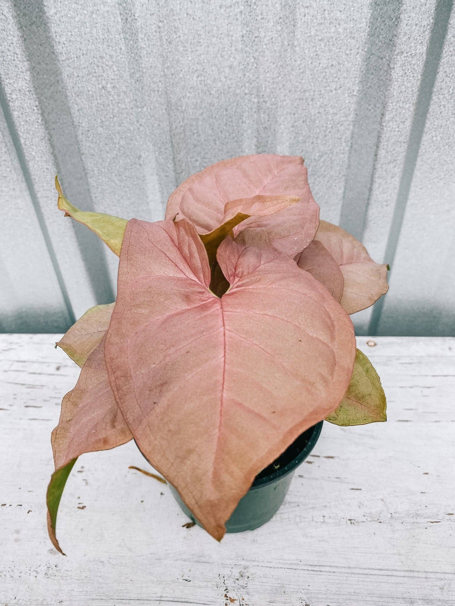 4" Syngonium 'Neon Pink'