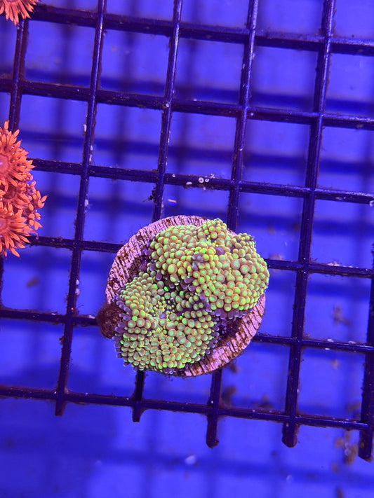 Polyp Recordia - Orange