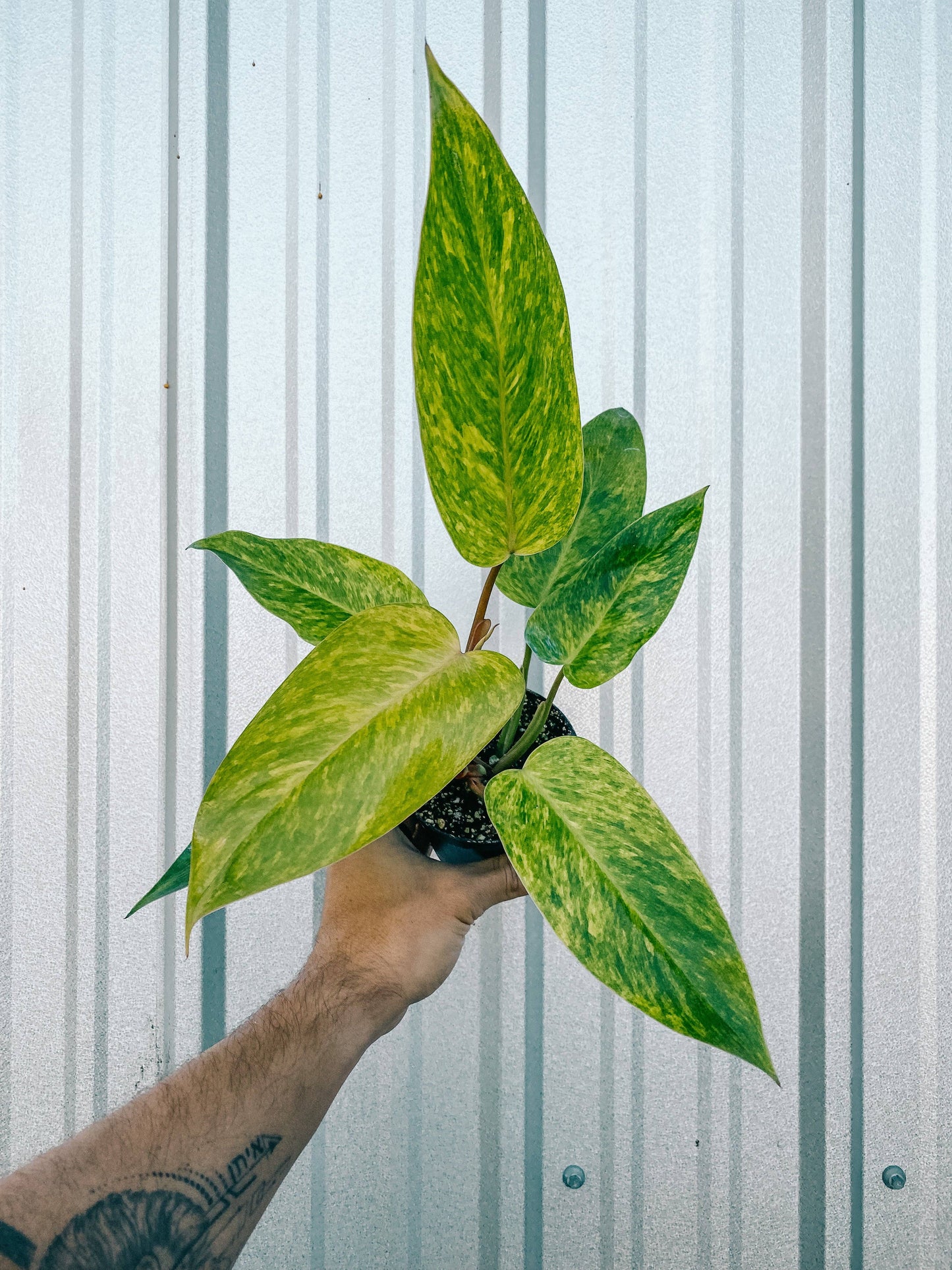 4" Philodendron 'Painted Lady'